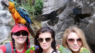 3 GIRLS 4 PARROTS IN THE WOODS WITH NO CELL SERVICE...