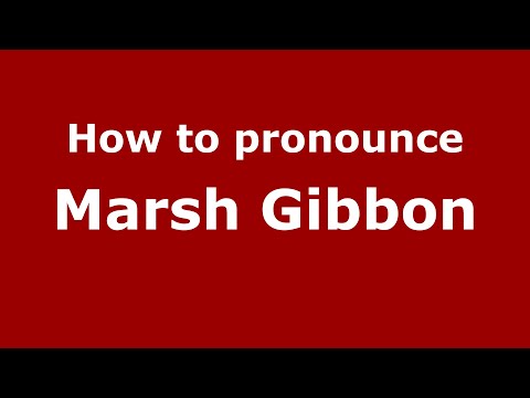 How to pronounce Marsh Gibbon