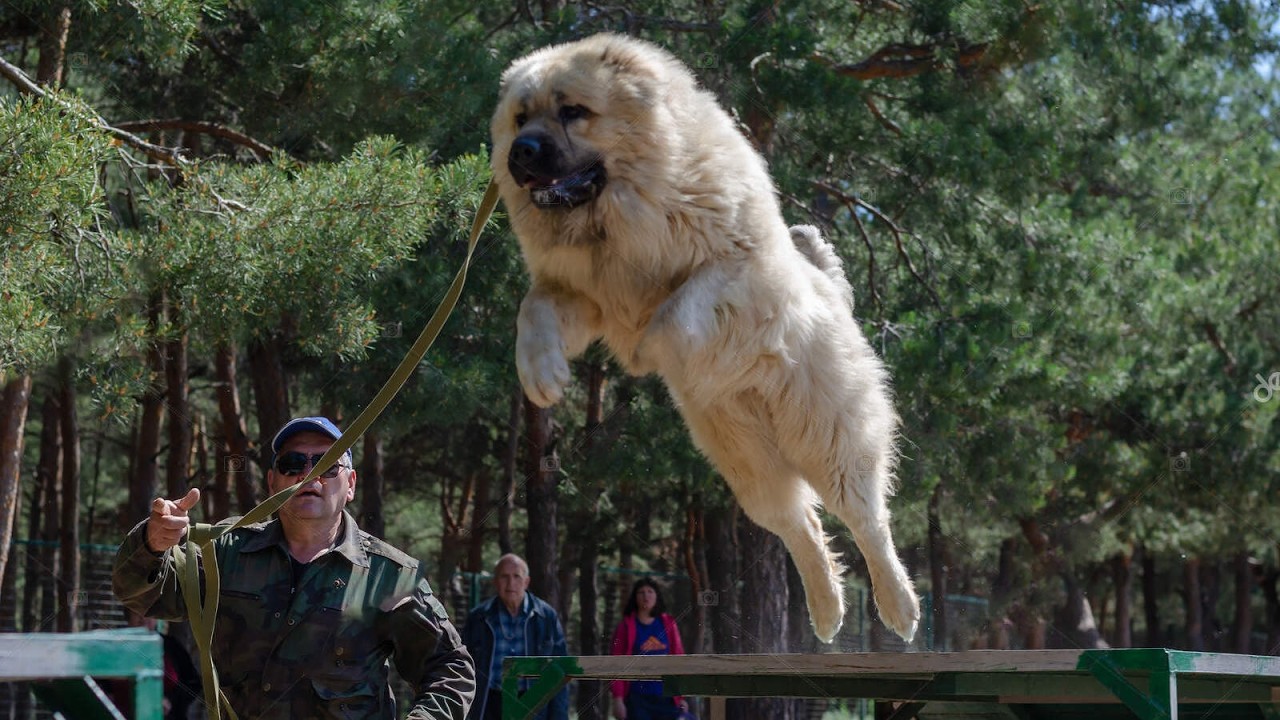 Champion in dog wrestling - Caucasian Wolfhound!