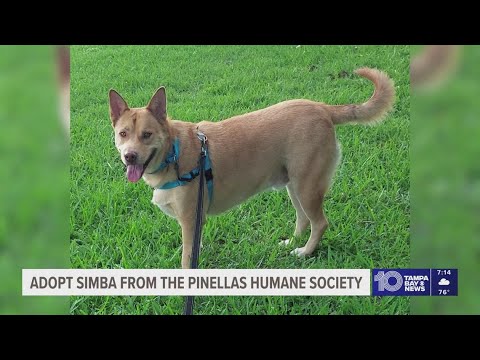 Adopt Simba from the Pinellas County Humane Society! - YouTube