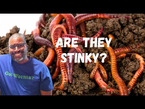 Do Worm Bins SMELL
