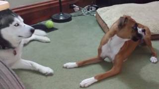 Boxer and Husky talking