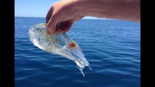 Rare Strange Salpa Maggiore Creature Captured In New Zealand