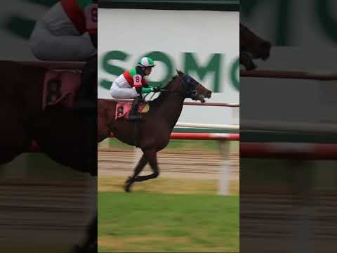 CABALLO PEGA PATADA EN PLENA RECTA FINAL Y GANA LA CARRERA 😱🏇
