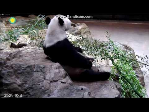2017.06.25 Papa Tian & Mum Mei