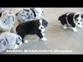 Miniature Australian Shepherd dogs for sale: Bethany - Video 1
