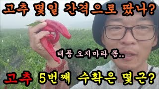 고추 5번째 수확을하고 고추따는 날짜와 간격을 이야기 해봤어요