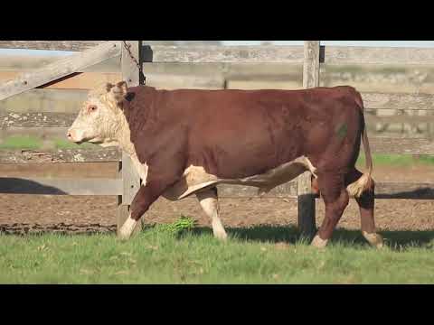 LOTE 95   touros Hereford 1,5 anos