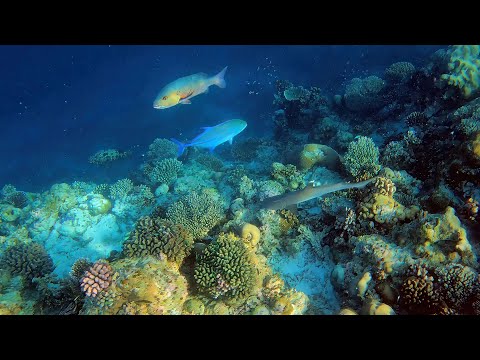 Videos del Kudadoo Maldives Private Island 5★ en Lhaviyani Atoll, Maldivas
Ver Más
Ver
Precios
19
Cerrar
Consulta por Whatsapp 🇦🇷
Booking
Tripadvisor
Expedia
Agoda
Travelocity
Orbitz
Priceline
Trip
Skyscanner
Despegar
Kayak
Hoteles
Destinia
Trivago
Lastminute
Hotwire
Cheaptickets
Tui
Wotif