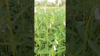 Download lagu sura Nissa #quranictranslation #duet #quotes #surahyasinmubinkitakrar #bayan #howtolearnmadaniqaida mp3 Download lagu sura Nissa #quranictranslation #duet #quotes #surahyasinmubinkitakrar #bayan #howtolearnmadaniqaida mp3