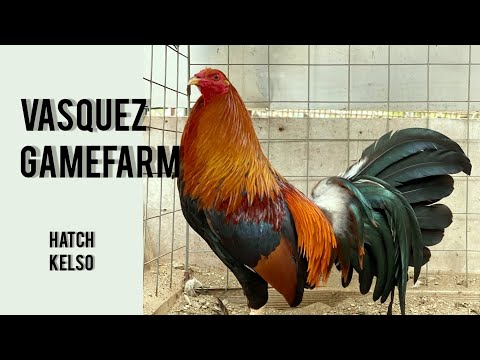 VASQUEZ GAMEFARM - pure kelso in the farm