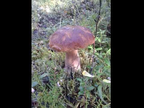 Mölamaffia Seeneaeg