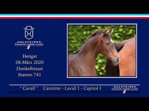 Holsteiner Elite-Fohlenauktion | Nr. 04 v. Caretino - Lavall I