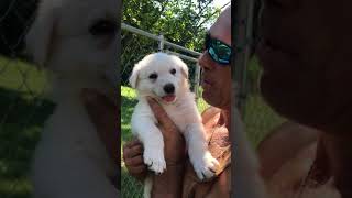 Video preview image #1 German Shepherd Dog Puppy For Sale in AVA, MO, USA