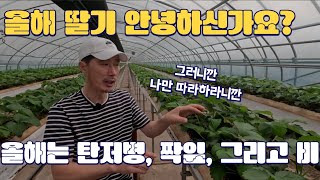 올해 당신의 딸기 안녕하신가요? 탄저병, 짝잎 그리고 멍텅구리 정말 많이 죽는다고 하네요 저희는 그래도 선빵…