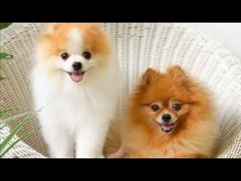Culture pom 5 male for sale anybody want to contact us.