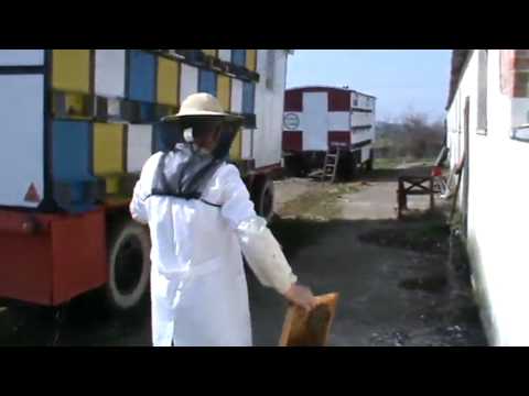 2/3 Apicultura pentru incepatori Stupul fara regina Familia de albine fara matca Cum o salvam