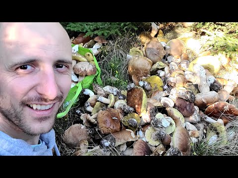 Gljivoljubitelji - Ovoliko gljiva nigde nisam video!