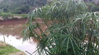 Download lagu Darso ulah ceurik.. mp3