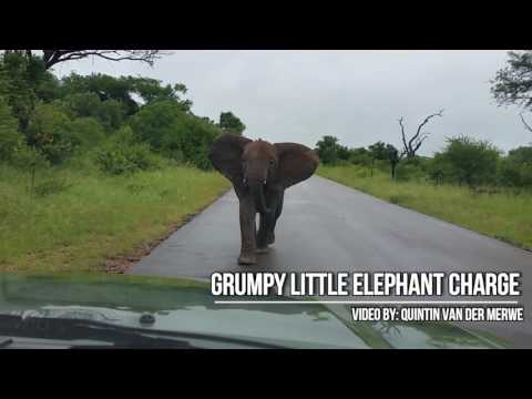 Grumpy Little Elephant Charge