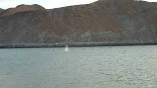 preview picture of video 'Diving Bombing Birds at Gonzaga Bay, Baja'
