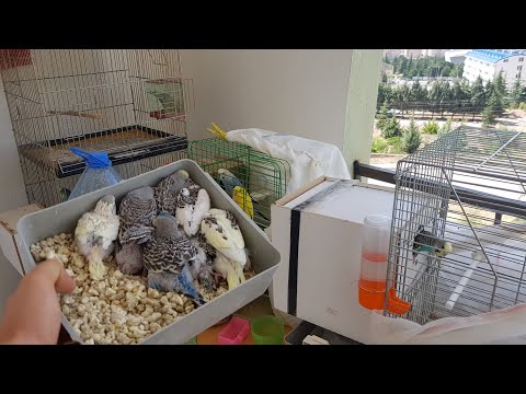 Muhabbet kuşu yavrularımiz yeme düştü japonesde yeni kuluçka