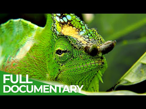 Bizarre Animal Costumes Surviving in the Wild