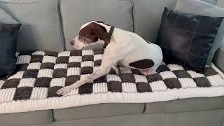 Stylish Comfort for Everyone! Our Favorite Soft Couch Cover for Dogs and Humans | Sofa Cover Review