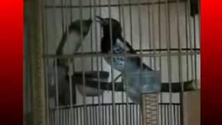 Download lagu Kicau Mania | Suara Burung ANIS Kembang | GACOR Juara Ngerol Volume Keras Mantap mp3 Download lagu Kicau Mania | Suara Burung ANIS Kembang | GACOR Juara Ngerol Volume Keras Mantap mp3