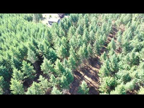 HEESACKER THINNING 2019#4