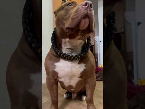 Handmade Brazilian Unified Leash XTREME we ship worldwide #nyc #leash #kennel #dogs #americanbully