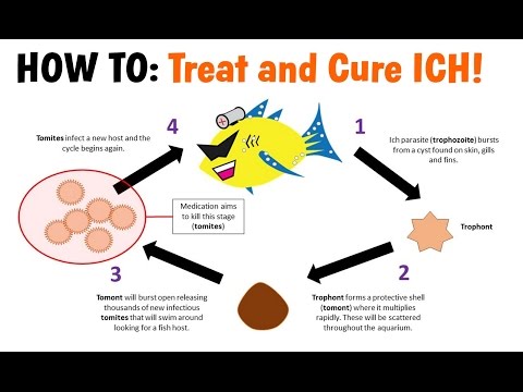 How to Treat and Cure ICH (White Spot Disease)