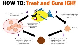 How to Treat and Cure ICH (White Spot Disease)