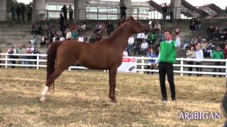 preview picture of video 'Caballos árabes en Silleda 2013.  Campeonatos Senior'