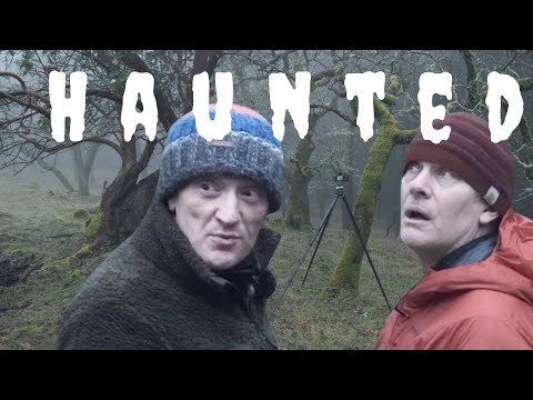 Photography Composition Tips I Trees in the Fog