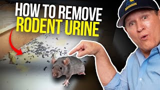 Rodent Urine smell in my house....PRO DIY TIPS!