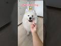 My Dog Vs My Friends Dog