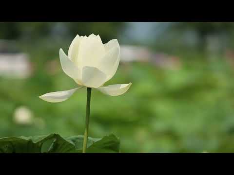 Pod tym samym niebem - Euphoric Deep House (2025) | TriumMusic