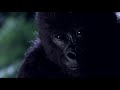 Mighty Joe Young (1998) Scene: Ruth's death/'Windsong'