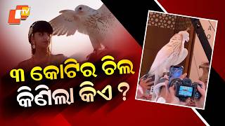 Special Story: A Falcon Sold for ₹3.85 Crore! But Who Bought This Rare Bird?