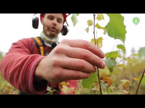 Sekametsää jo ensimmäisessä raivauksessa | Metsälehti