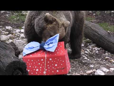 Živali odpirajo praznična darila