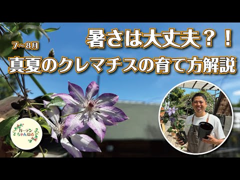 クレマチス、クレマチス 植物