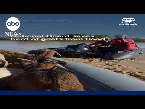 Goat herd saved from floods