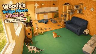 Animal spycam | Woody's Veilige Haven Texel Katten | Kattenkamer | 24/7 Livestream