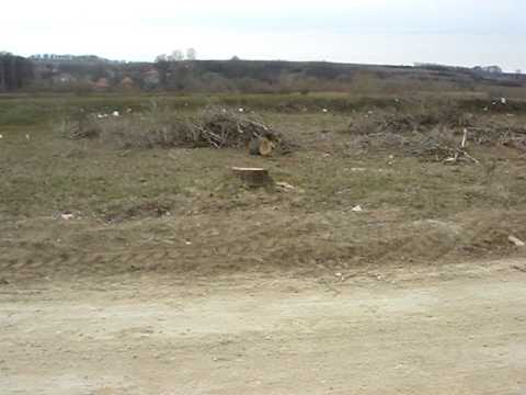 Comuna Prunisor • Copac tăiaţi fără accordul