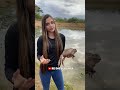 The Cururu Toad Is Not A Dangerous Animal No Cuts