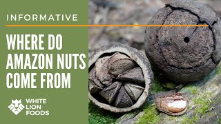 Where do Amazon Nuts come from? [by White Lion Foods]