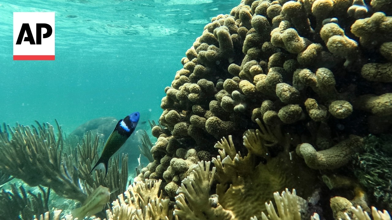 Video: IUCN finds 44% of reef-building corals threatened with extinction