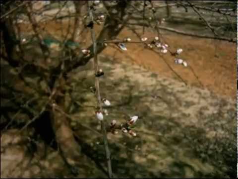 Almond Blossom timelapse